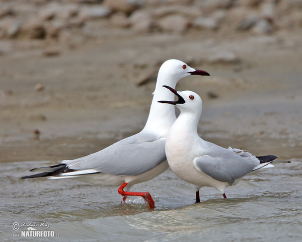 Cajka tenkozobá (Chroicocephalus genei)