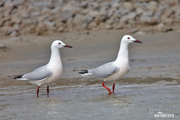 Cajka tenkozobá (Chroicocephalus genei)