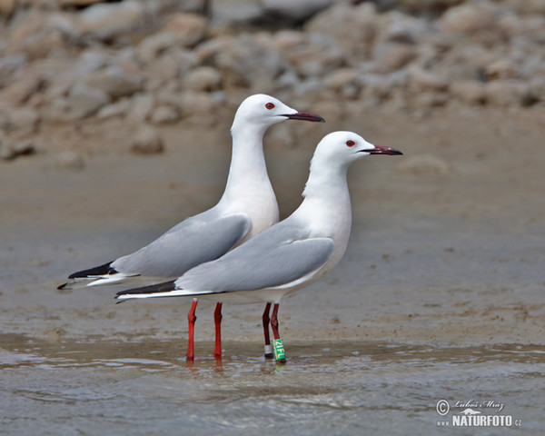 Cajka tenkozobá (Chroicocephalus genei)