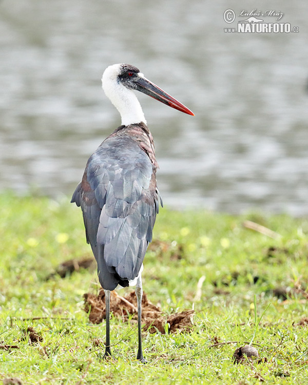 Čáp bělokrký (Ciconia episcopus)