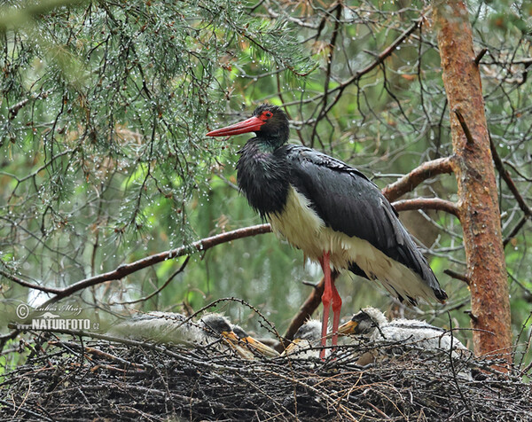 Čáp černý (Ciconia nigra)