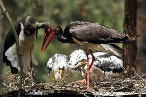 Čáp černý (Ciconia nigra)