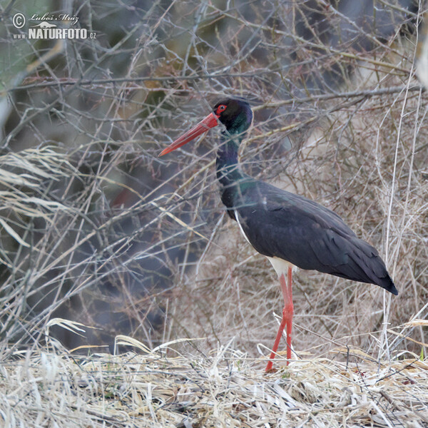 Čáp černý (Ciconia nigra)