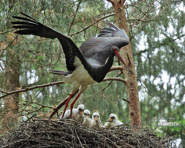 Čáp černý (Ciconia nigra)