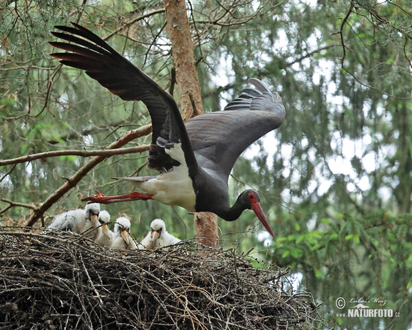 Čáp černý (Ciconia nigra)