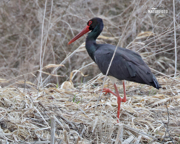 Čáp černý (Ciconia nigra)