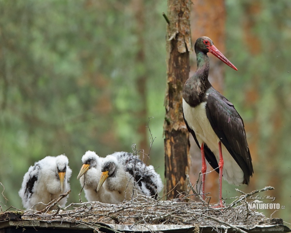 Čáp černý (Ciconia nigra)