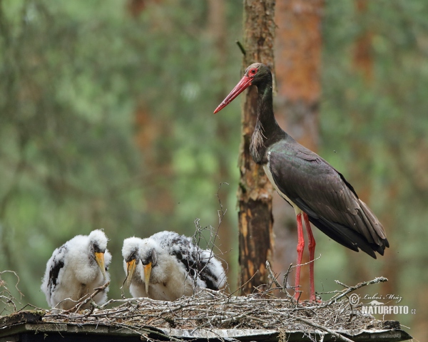 Čáp černý (Ciconia nigra)