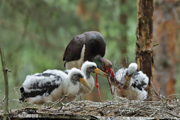 Čáp černý (Ciconia nigra)