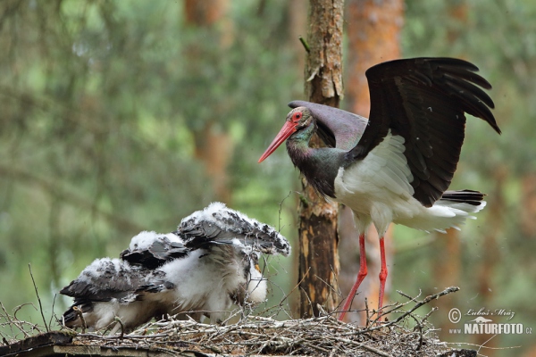 Čáp černý (Ciconia nigra)