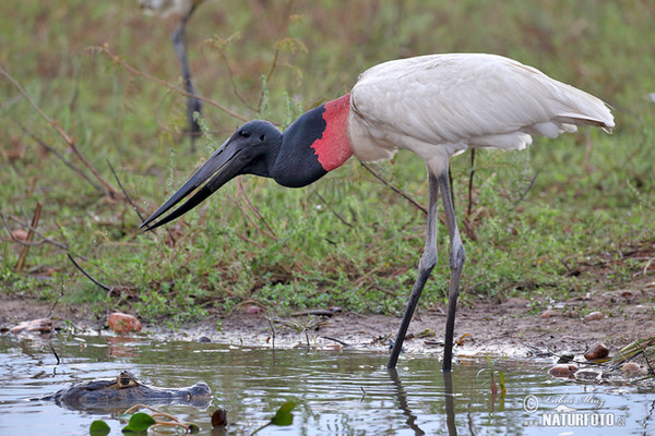 Čáp jabiru (Jabiru mycteria)