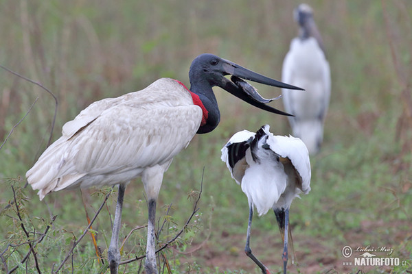 Čáp jabiru (Jabiru mycteria)