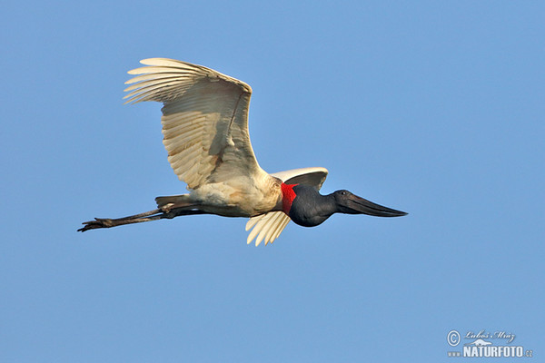 Čáp jabiru (Jabiru mycteria)