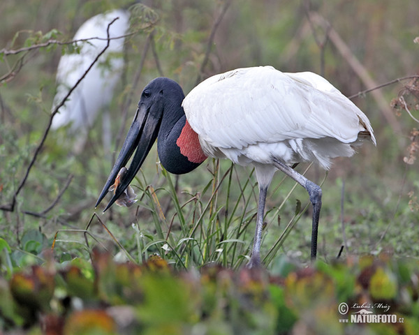 Čáp jabiru (Jabiru mycteria)