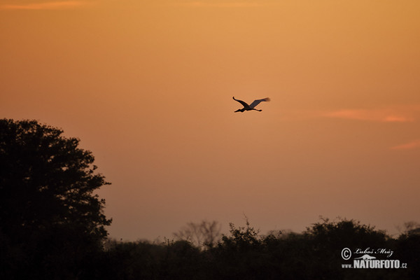 Čáp jabiru (Jabiru mycteria)