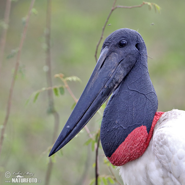 Čáp jabiru (Jabiru mycteria)