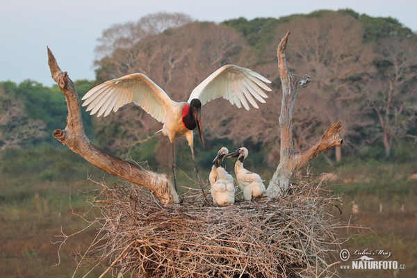 Čáp jabiru (Jabiru mycteria)