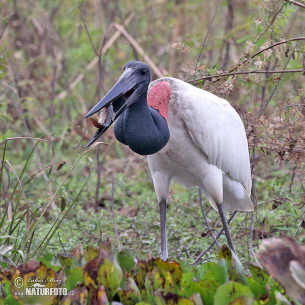 Čáp jabiru (Jabiru mycteria)