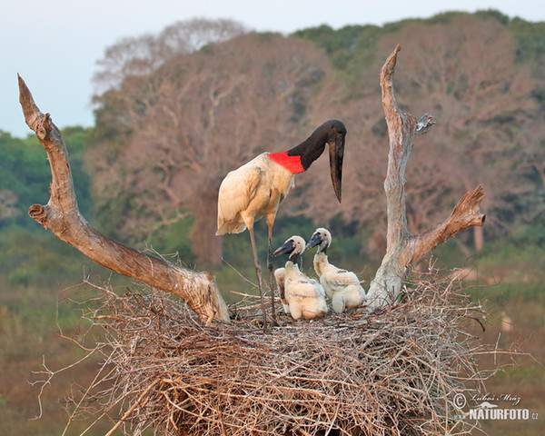 Čáp jabiru (Jabiru mycteria)