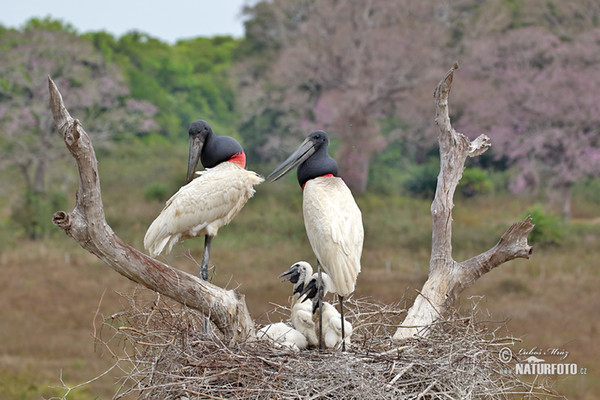 Čáp jabiru (Jabiru mycteria)