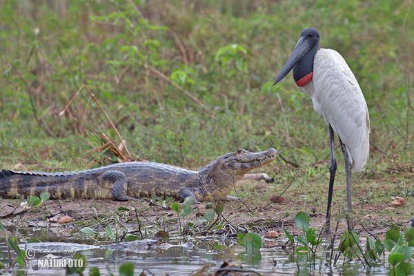 Čáp jabiru (Jabiru mycteria)