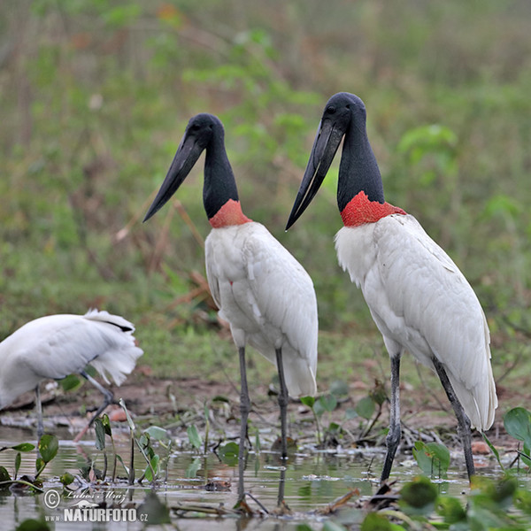 Čáp jabiru (Jabiru mycteria)