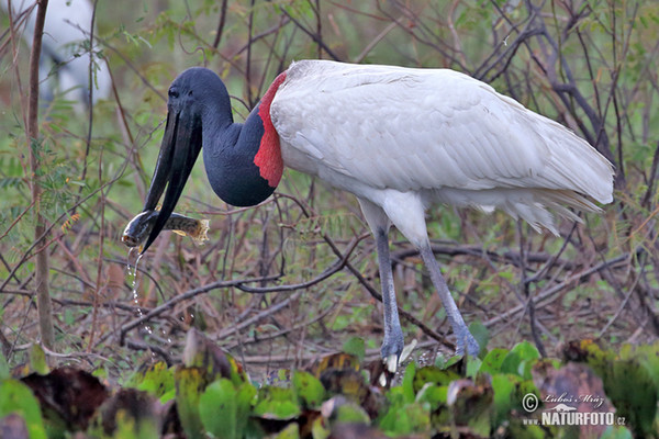 Čáp jabiru (Jabiru mycteria)