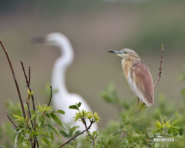 Čaplička vlasatá (Ardeola ralloides)