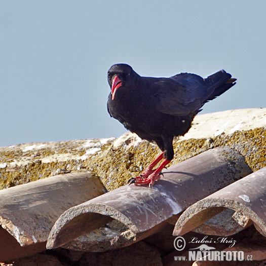 Čavka červenozobá (Pyrrhocorax pyrrhocorax)