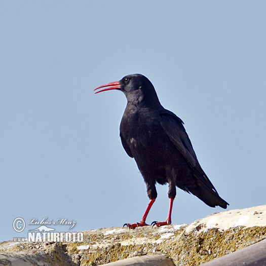 Čavka červenozobá (Pyrrhocorax pyrrhocorax)