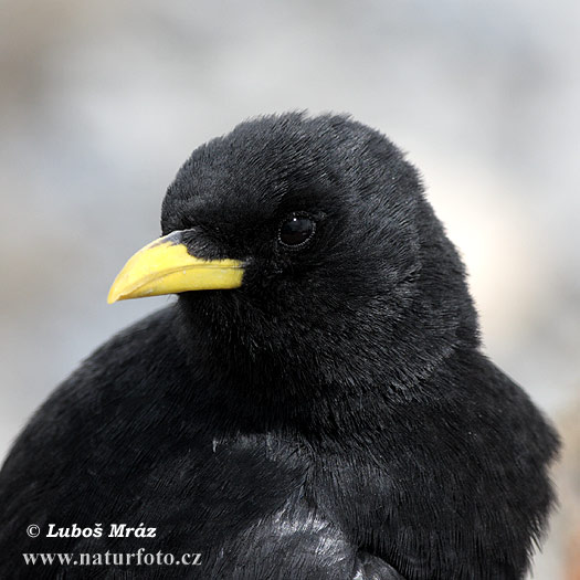 Čavka žltozobá (Pyrrhocorax graculus)