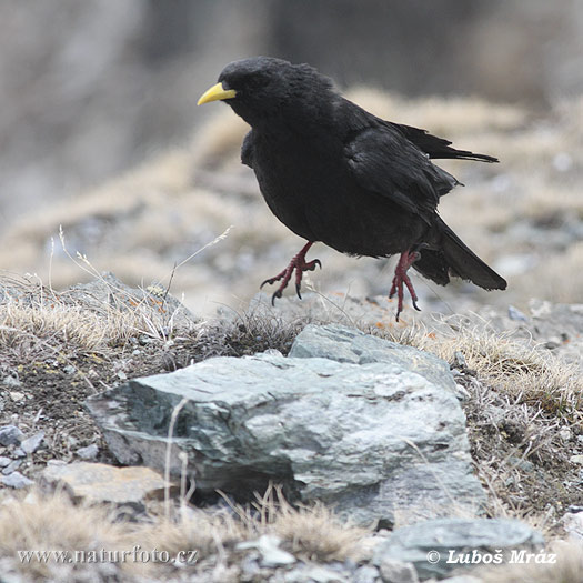 Čavka žltozobá (Pyrrhocorax graculus)