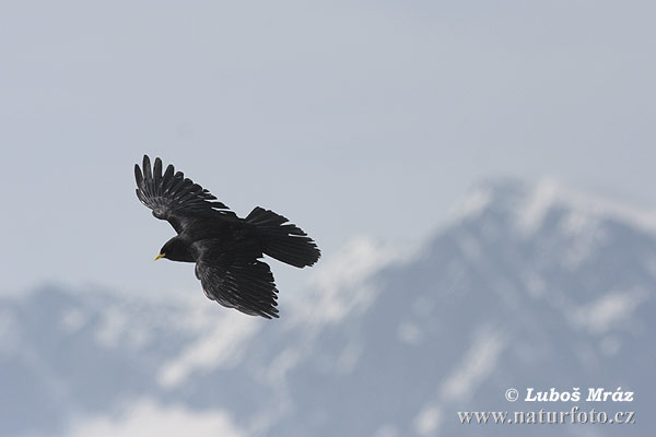 Čavka žltozobá (Pyrrhocorax graculus)