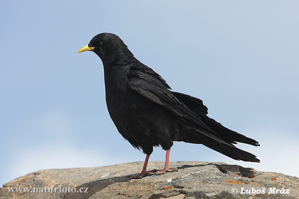 Čavka žltozobá (Pyrrhocorax graculus)