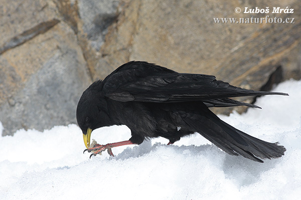 Čavka žltozobá (Pyrrhocorax graculus)