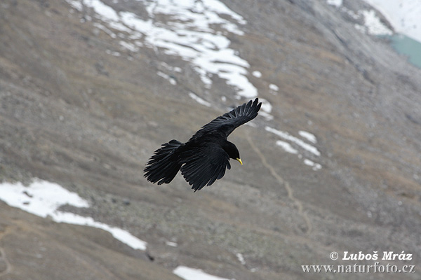 Čavka žltozobá (Pyrrhocorax graculus)