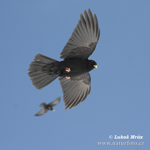 Čavka žltozobá (Pyrrhocorax graculus)