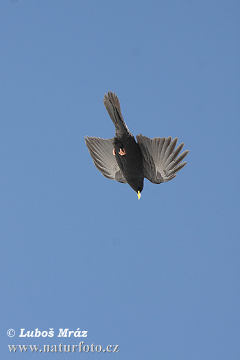 Čavka žltozobá (Pyrrhocorax graculus)