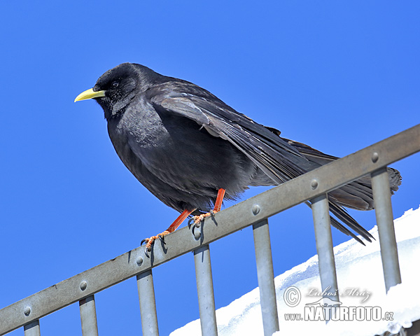 Čavka žltozobá (Pyrrhocorax graculus)