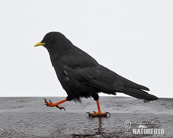 Čavka žltozobá (Pyrrhocorax graculus)