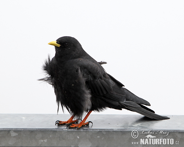 Čavka žltozobá (Pyrrhocorax graculus)