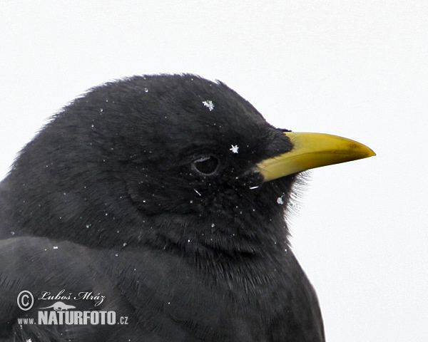 Čavka žltozobá (Pyrrhocorax graculus)