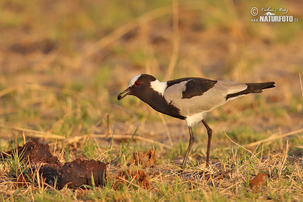 Čejka běločelá (Vanellus armatus)