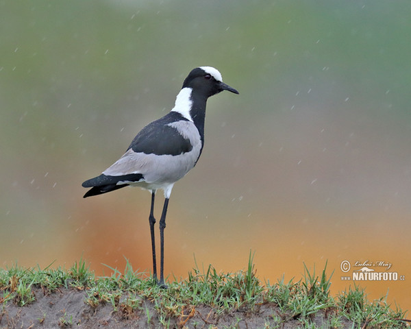 Čejka běločelá (Vanellus armatus)