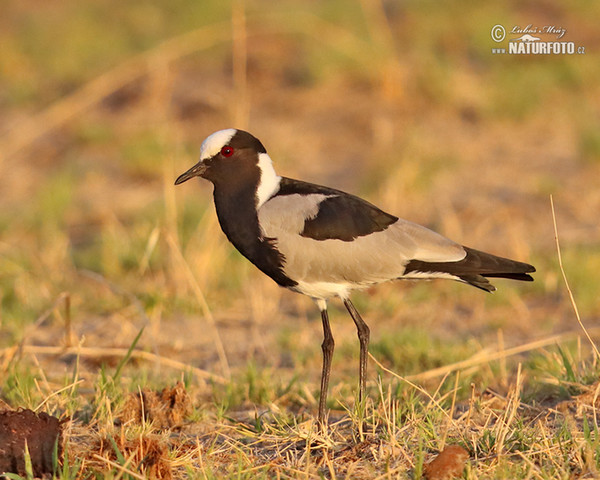 Čejka běločelá (Vanellus armatus)