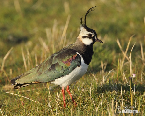 Čejka chocholatá (Vanellus vanellus)