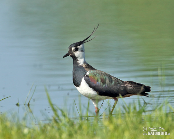 Čejka chocholatá (Vanellus vanellus)