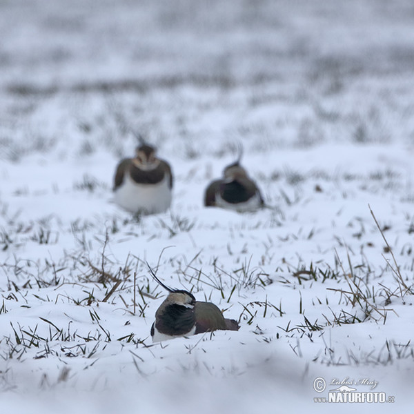 Čejka chocholatá (Vanellus vanellus)