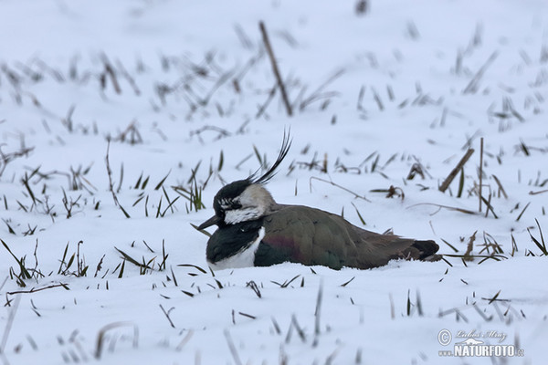 Čejka chocholatá (Vanellus vanellus)