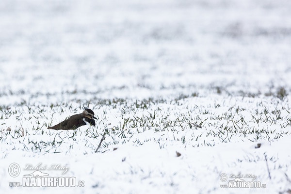 Čejka chocholatá (Vanellus vanellus)